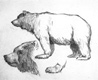 Animal Studies, n.d., Graphite on paper, Bears 
