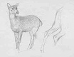 Animal Studies, n.d., Graphite on paper, Deer 