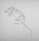 Animal Studies, n.d., Graphite on paper, Mouse 