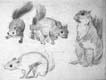 Animal Studies, n.d., Graphite on paper, Squirrels 