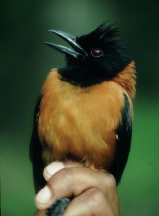 <p>Bottom: Pitohui bird, c. 1990-1993<br />
Varirata National Park, Papua New Guinea<br />
Photographs by John Dumbacher</p>
