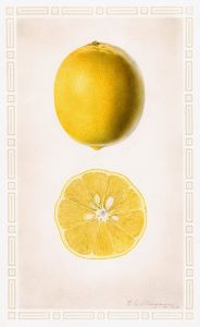 <p>Royal Charles Steadman<br />
<em>Meyer lemon</em> (Citrus meyeri), 1926<br />
Watercolor<br />
Courtesy of the U.S. Department of Agriculture Pomological Watercolor Collection, Rare and Special Collections, National Agricultural Library</p>
