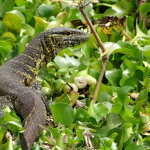 Wildlife in Akagera Park