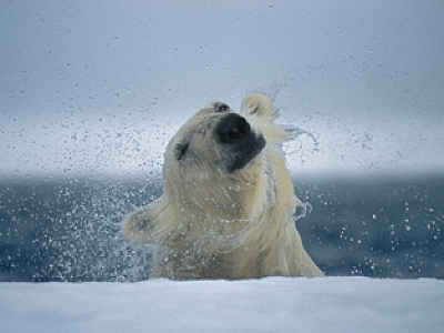 Life at the Edge - Photo by Paul Nicklen for National Geographic