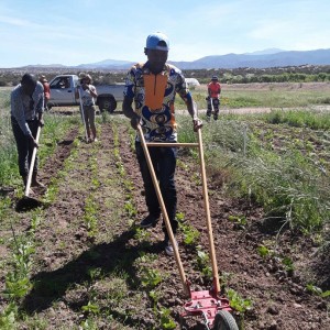 Santa Fe city-split participants plow the fields at the Tesuque Pueblo Farm in Santa Fe, New Mexico