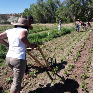 Santa Fe city-split participants plow the fields at the Tesuque Pueblo Farm in Santa Fe, New Mexico