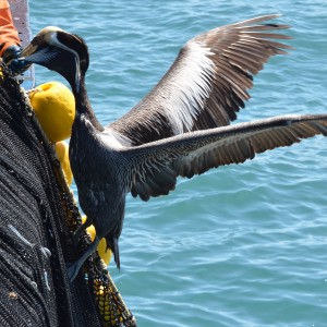 f-547-24-13124487_PiqlFxlK_Rescue_pelican_in_purse_seine_fisheries